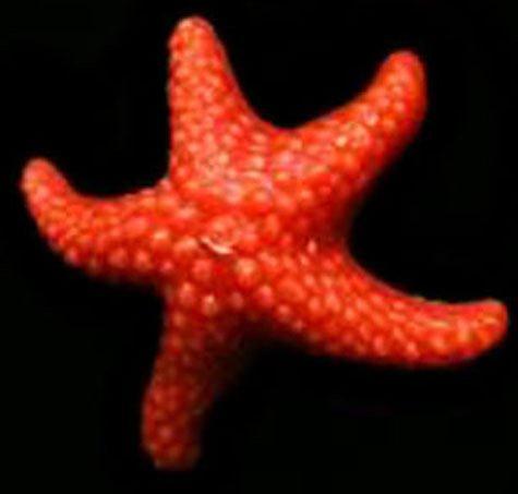 Starfish, 25 Solid Colours, 7 1/2"D x 3"H, fragrance free - Fanny Bay Candle Company